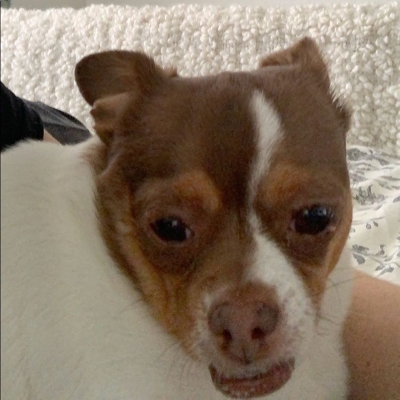 Meet your Posher, Pamela - Picture 1 of 1